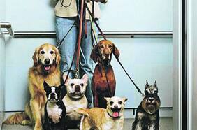 Del chihuahua al gran danés: mutación relacionada con el tamaño de los perros existía desde antes de la domesticación