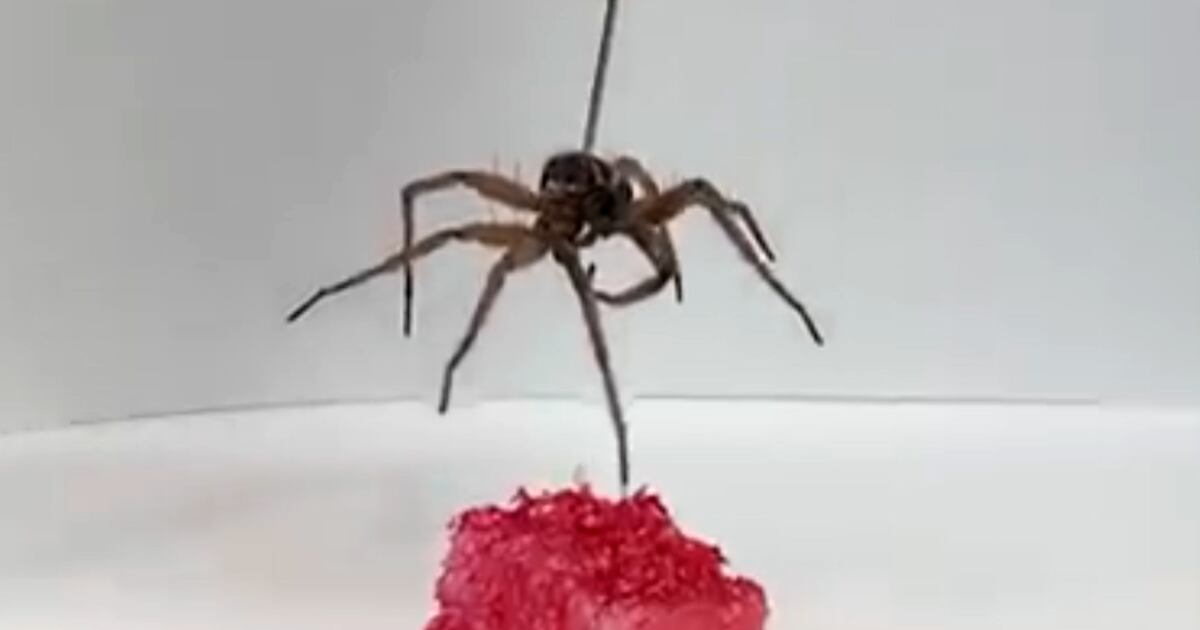Crean un robot utilizando el cuerpo de una araña muerta - La Tercera