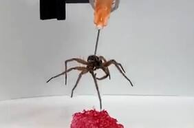 Crean un robot utilizando el cuerpo de una araña muerta