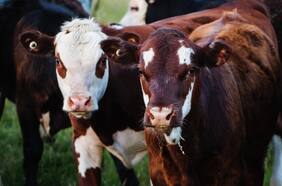 Cómo una patrulla recuperó 21 vacas preñadas y avaluadas en 21 millones de pesos en el sur de Chile