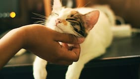 El sencillo truco para comunicarte con tu gato, según un reciente estudio