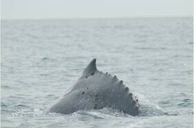 Ministerio del Medio Ambiente presenta dos denuncias por muerte de ballenas jorobadas en Aysén y Magallanes