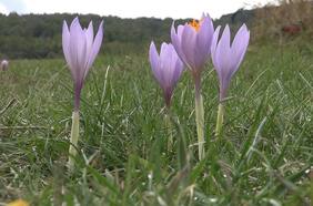 Colchicina | El medicamento ancestral usado por los egipcios que promete tratar el covid-19