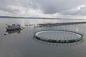 Reducción de emisiones y economía circular: La estrategia de Mowi Chile para transformar la industria del salmón