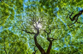 Captura de carbono: la apuesta que convierte la conservación en inversión tecnológica