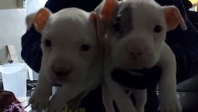 Detienen a sujeto acusado de amputar orejas y colas a perros sin ser veterinario en Huechuraba