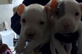 Detienen a sujeto acusado de amputar orejas y colas a perros sin ser veterinario en Huechuraba