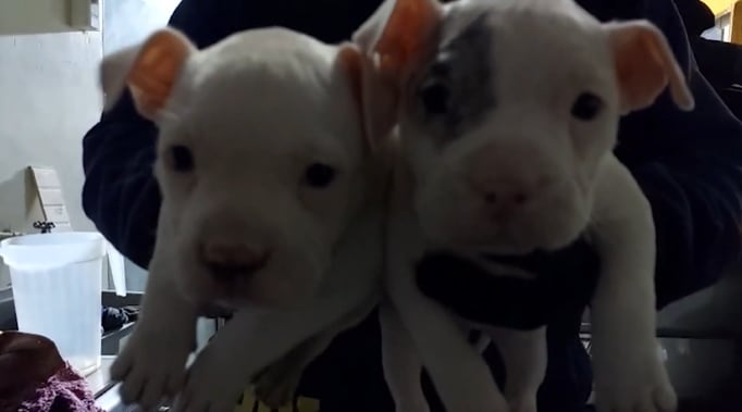 Detienen a sujeto acusado de amputar orejas y colas a perros sin ser veterinario en Huechuraba