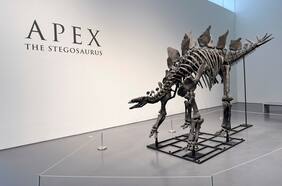 La polémica venta del esqueleto de un dinosaurio casi completo