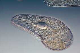 ¿Y si encontráramos organismos que se coman a los virus?