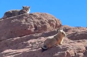 Inédito registro: captan a un gato andino en plena cacería
