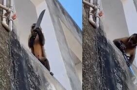 Planeta de los simios: mono con cuchillo amenazó a locatarios y les robó comida en Brasil