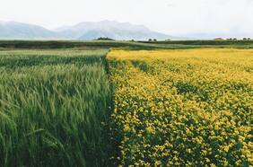 La agroecología toma fuerza: una nueva forma de producir alimentos respetando la biodiversidad