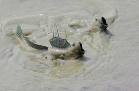 ¿Qué es este extraño pez que se arrastra por el lodo y puede ser clave para entender la evolución humana?