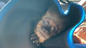 Logran recuperar mono cai que se había escapado del zoológico de Concepción