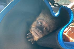 Logran recuperar mono cai que se había escapado del zoológico de Concepción