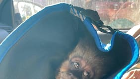 Logran recuperar mono cai que se había escapado del zoológico de Concepción