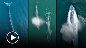 ¡Un espectáculo! Dron registra una ballena Azul en Antofagasta