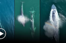 ¡Un espectáculo! Dron registra una ballena Azul en Antofagasta