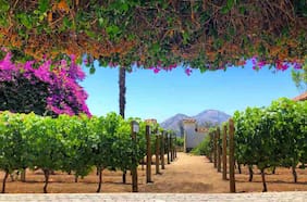 Una viña chilena es elegida como la mejor del mundo 2025 por Forbes