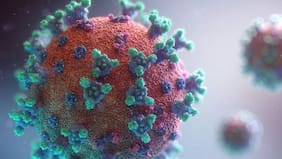 Reportan el primer caso humano de la gripe aviar H9N2 en Europa: qué se sabe sobre el virus y cuáles son sus síntomas