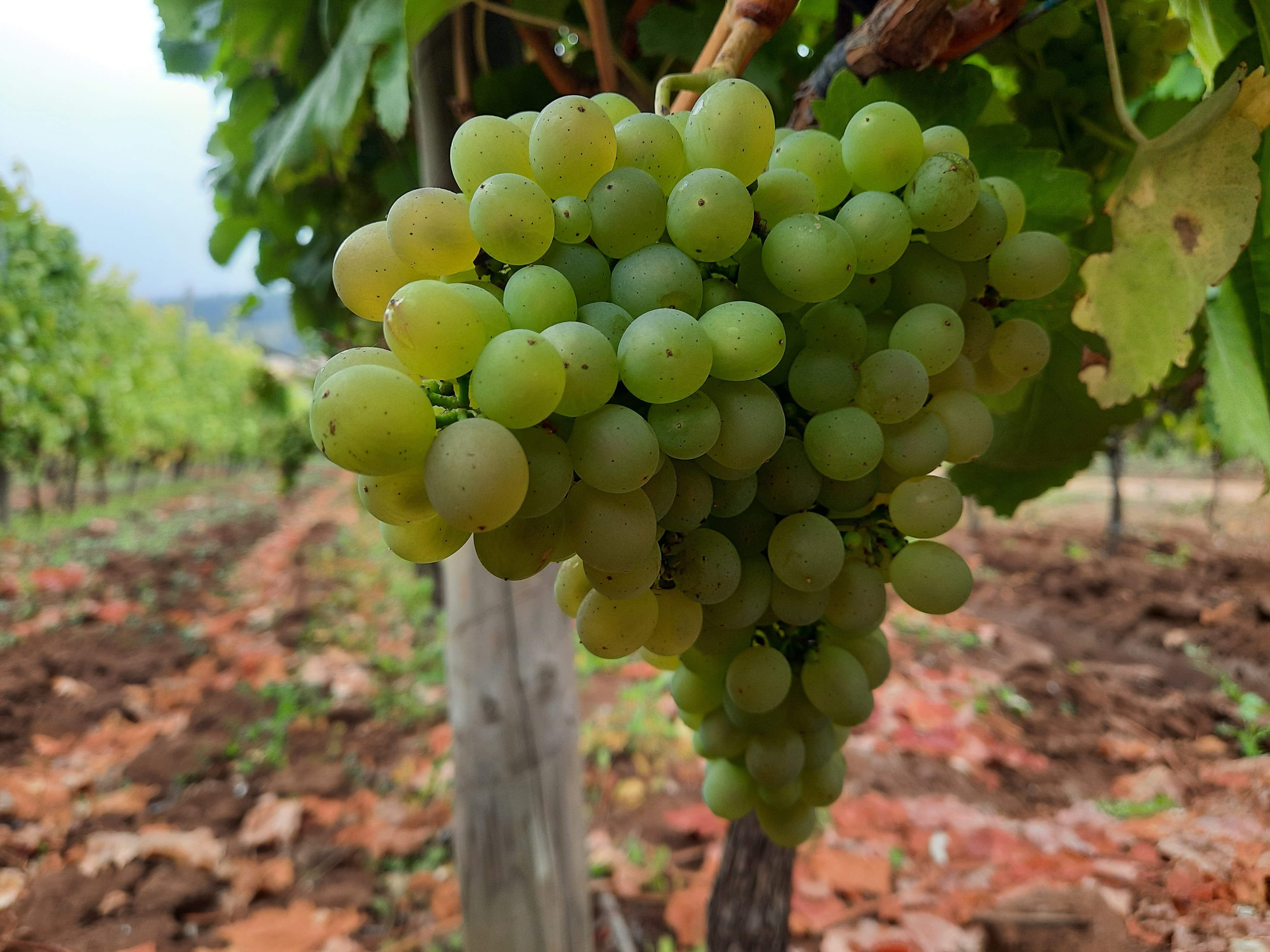 Paredones: la historia vinícola de la localidad adoptada por Colchagua