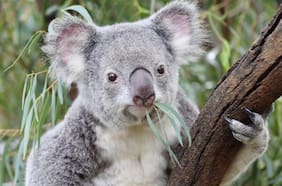 Australia considera clasificar a los koalas como especie en peligro de extinción
