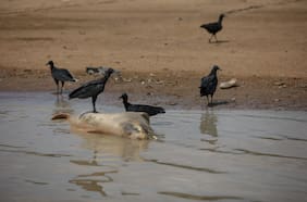 Más de 100 delfines han muerto en la Amazonía de Brasil: causa sería el aumento de las temperaturas