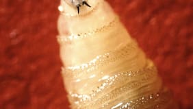 Detectan el primer caso en humanos de gusano barrenador, el parásito carnívoro que come tejido vivo