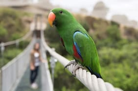 Mi panorama: descubrir aves en el Parque Tricao
