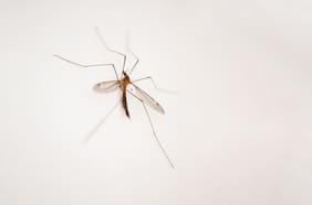 Consejos para evitar la molestia de los zancudos en el hogar