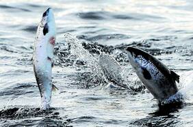 La pasión de un científico por descubrir las enfermedades del salmón chileno