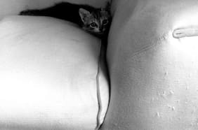 Columna de Matías Rivas: En compañía de animales