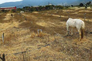 Campo en la comuna de Petorca, en la Región de Valparaíso, en 2015. Foto: AgenciaUno