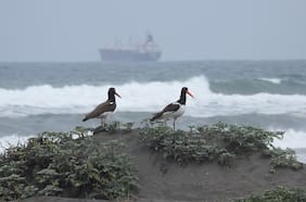 Un organismo ambiental unificado y protección de la biodiversidad dentro y fuera de las áreas protegidas: las claves del estreno del SBAP