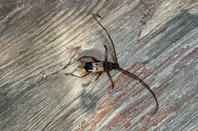 El extraño insecto que apareció en Providencia y espantó a los vecinos: “Vuela y puede morder”