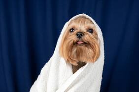 Cómo bañar a tu perro según su raza y tipo de pelo