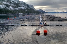 Corte de Apelaciones de Punta Arenas suspende quiebra de salmonera Nova Austral