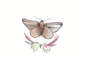 Horóscopo para Virgo 2017