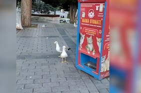Gaviota aprendió a maullar para conseguir comida gratis de una máquina para alimentar a gatos callejeros