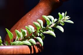 Lianhua qingwen, plata coloidal y aceite ozonizado: Los “productos milagrosos” para Covid-19 que no cuentan con registro sanitario en Chile