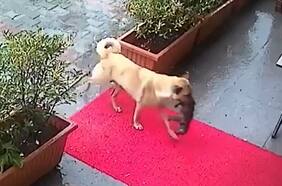 Emotivo momento: perrita callejera lleva a su cría agonizante al veterinario en busca de ayuda