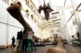 Descubierto en Argentina, este podría ser el dinosaurio más grande del mundo