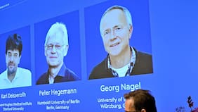 Dos alemanes y un estadounidense se llevan el Nobel de Medicina por avances en optogenética