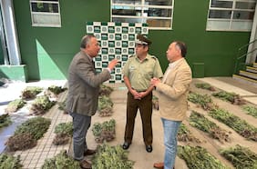 Incautan más de dos mil plantas de marihuana en bosque nativo de Pemuco