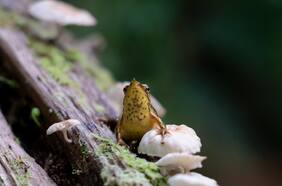 El desesperado viaje de una de las especies chilenas más amenazadas a Londres para escapar de una pandemia