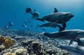 El Festival de Mar y Ciencia