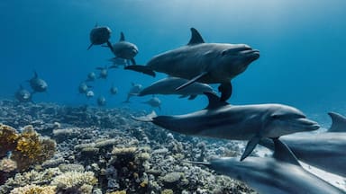 El Festival de Mar y Ciencia