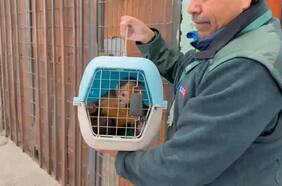 Masivo operativo contra bandas dedicadas al robo de vehículos termina con 16 detenidos y hasta un mono rescatado