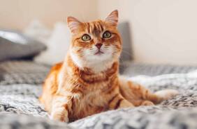 4 puntos para entender cómo tu gato percibe el mundo y que debes considerar para su cuidado